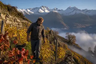 mountain winemaker in terraced autumn vineyard with snowy peaks in background, natural golden light and granite stones