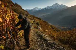 Terraced alpine vineyard in autumn with a snow-covered mountain backdrop, a vigneron tending vines on a steep slope under golden light.