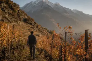Mountain vineyard at dawn with a solitary vigneron walking steep terrace rows, autumn vines, and snowy alpine peaks in the background.