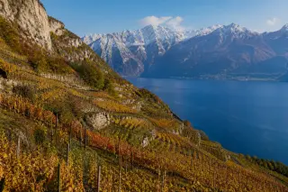 Terraced mountain vineyards overlooking Lake Bourget with snow-capped Alps, autumn vines in golden sunlight